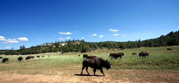 Bison