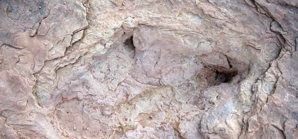Dinosaur Trackway