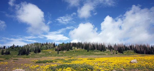 Markagunt High Plateau Scenic Byway