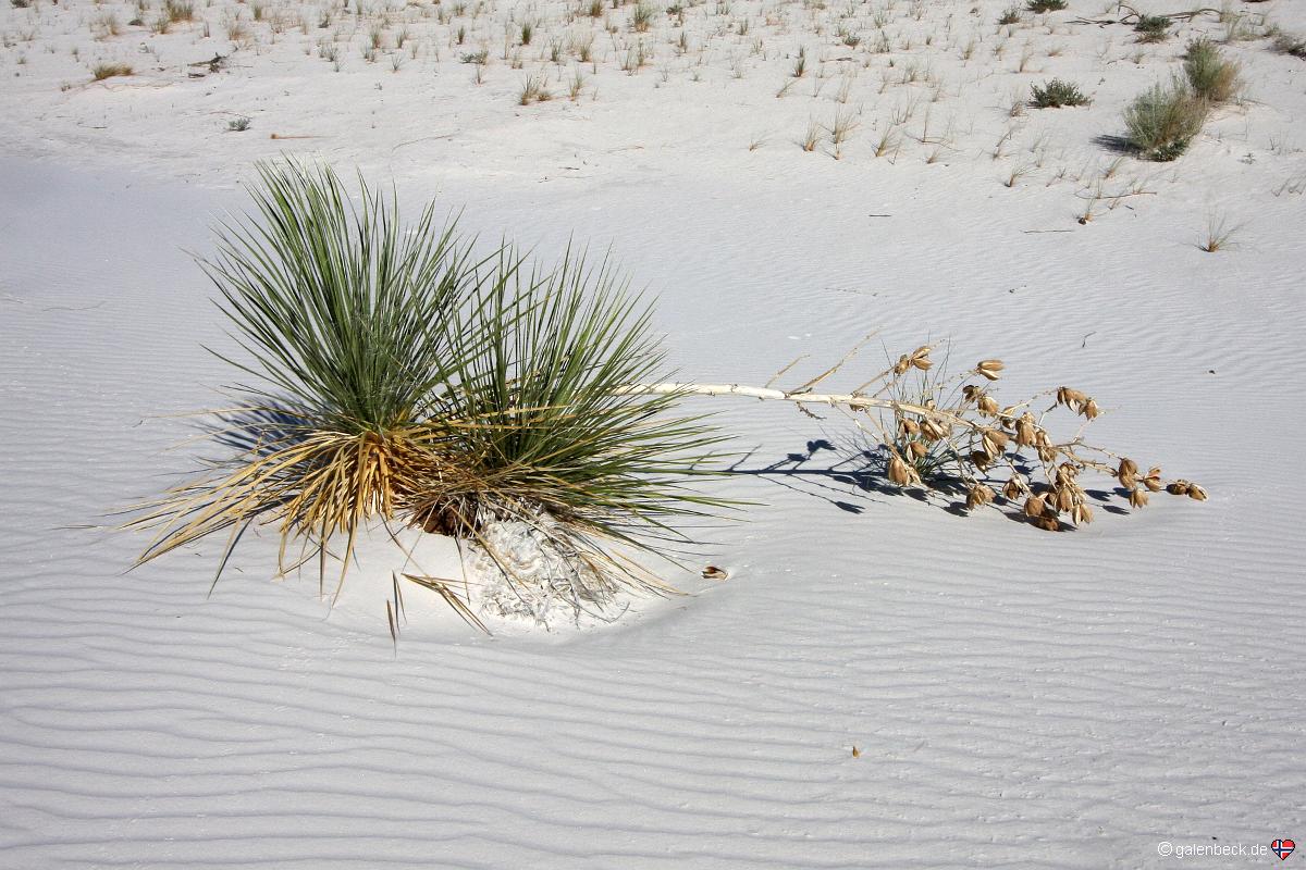 White Sands National Monument