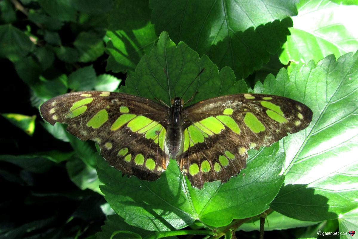 Butterfly Pavilion