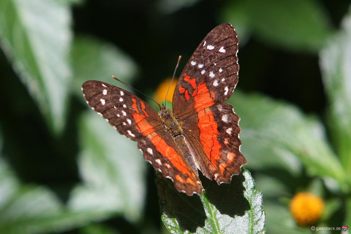 Butterfly Pavilion