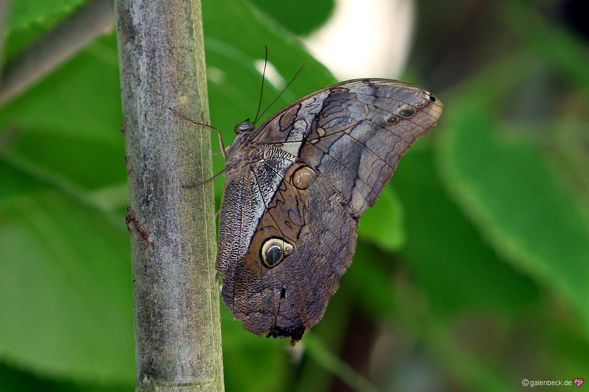 Butterfly Pavilion