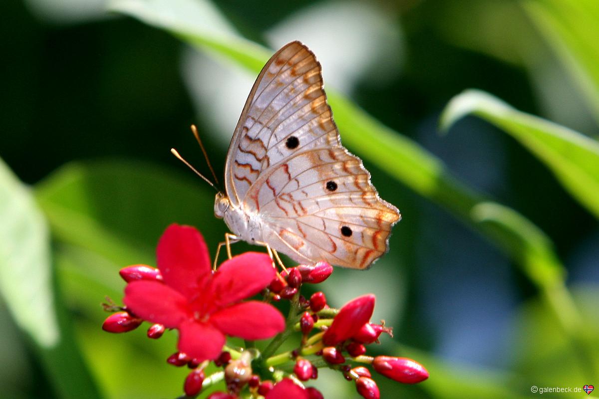 Butterfly Pavilion
