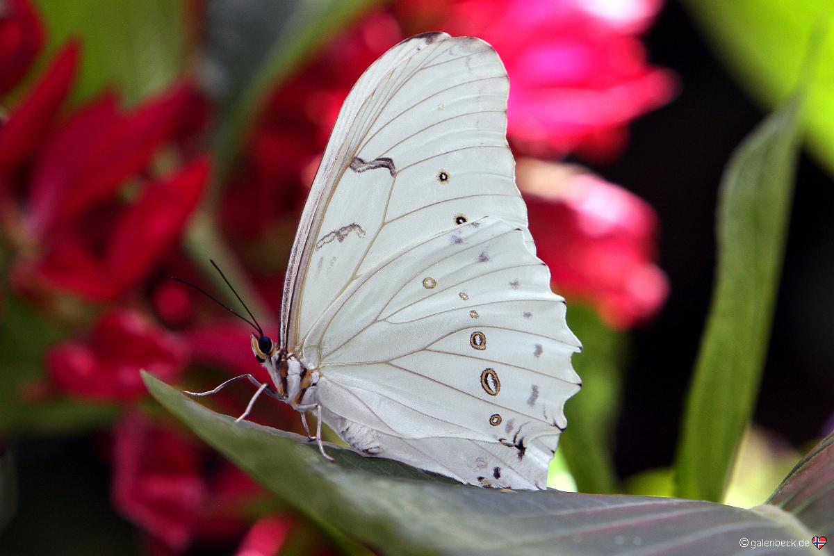 Butterfly Pavilion