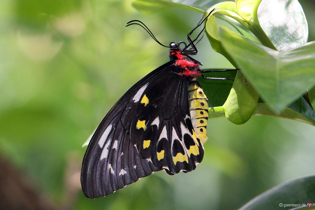 Butterfly Pavilion