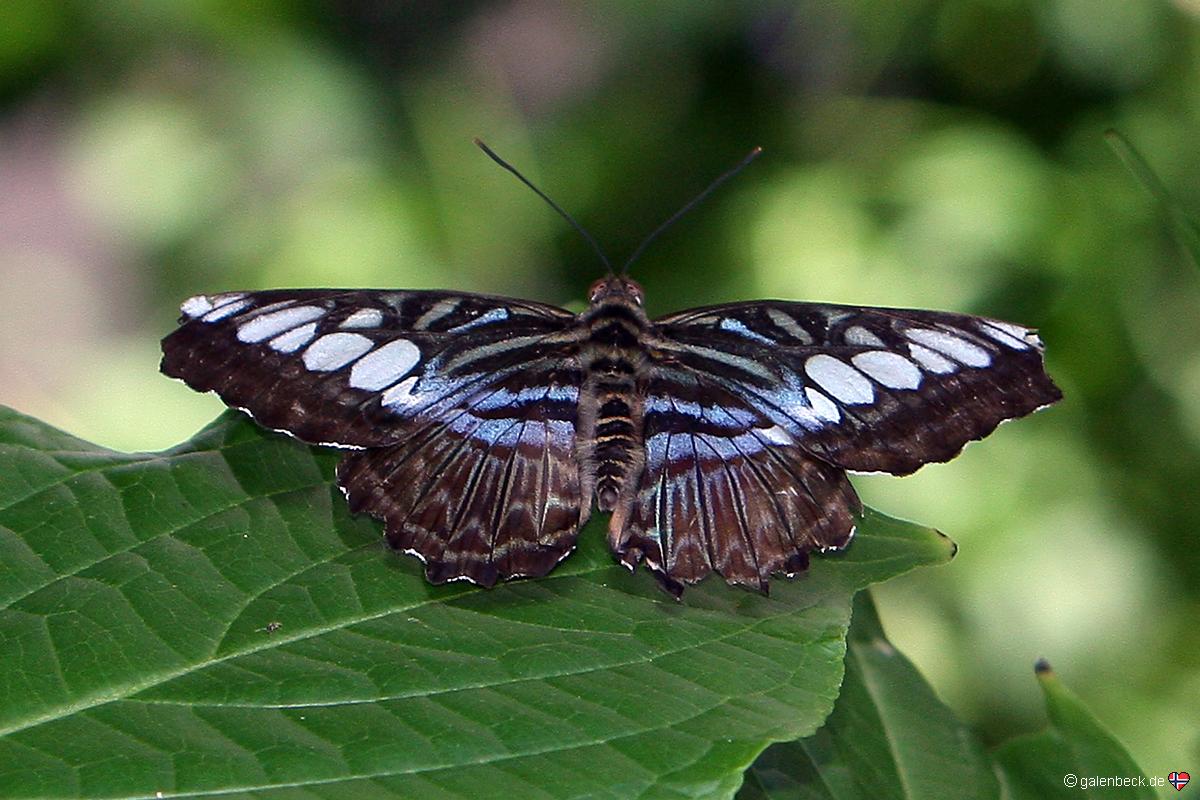 Butterfly Pavilion