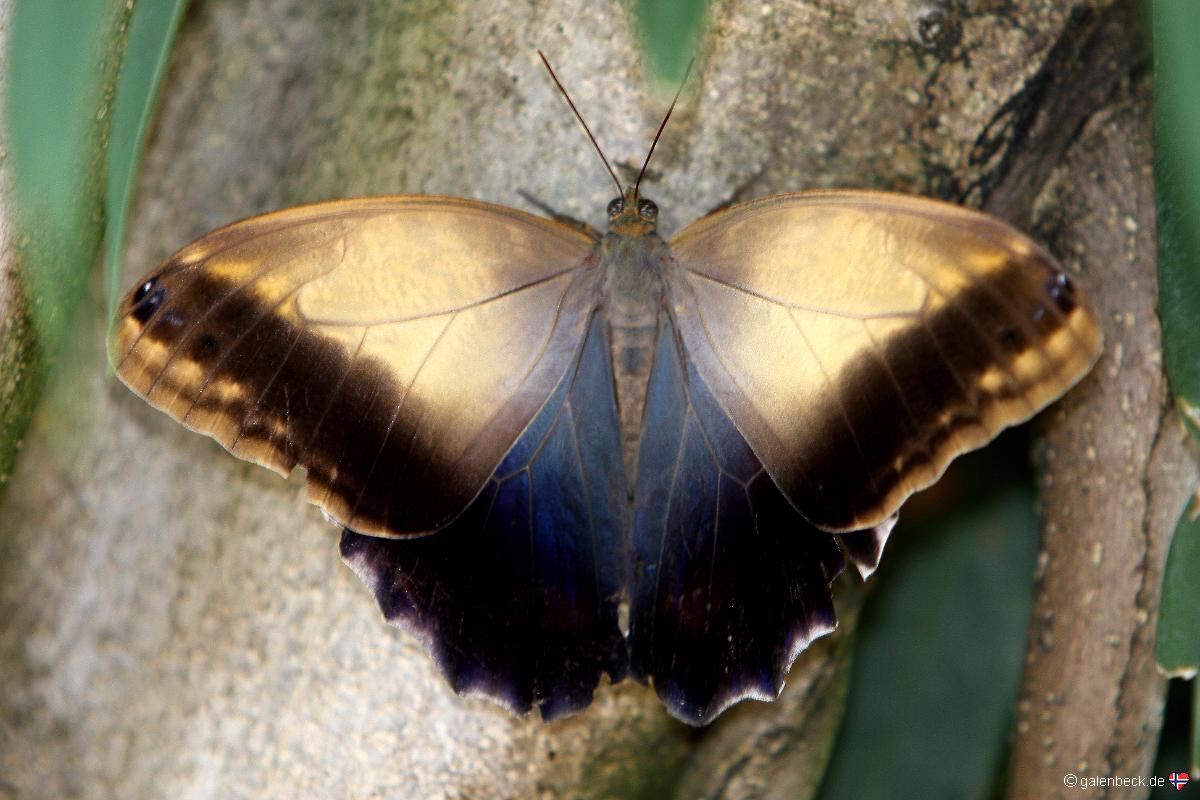 Butterfly Pavilion