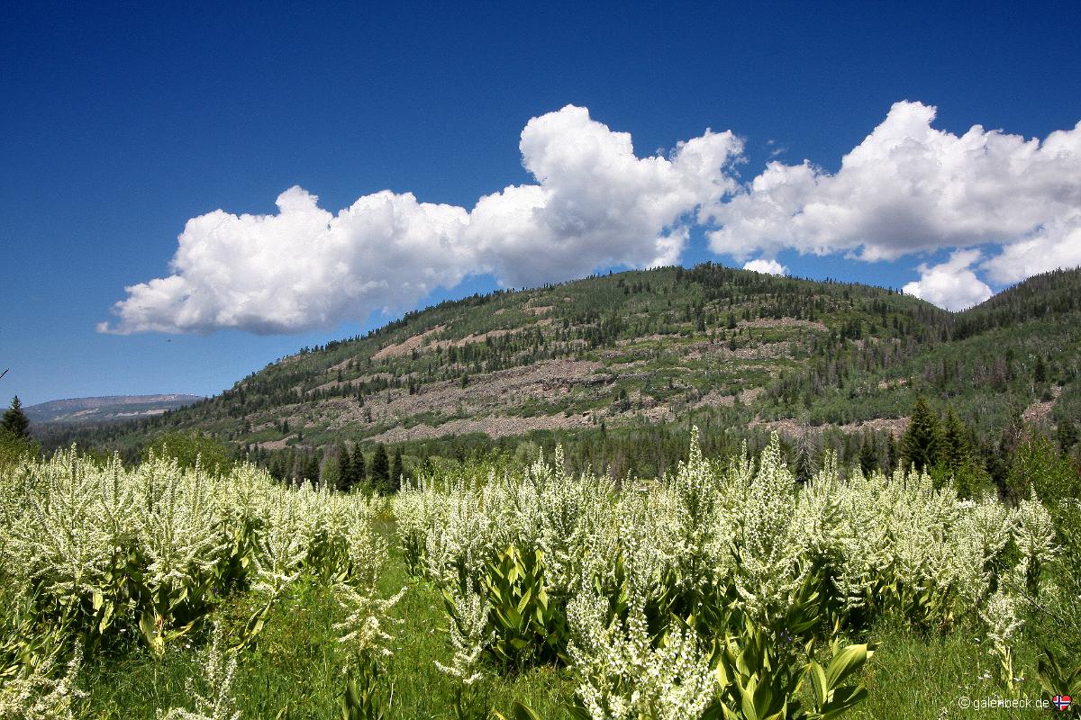 Bald Mountain Pass