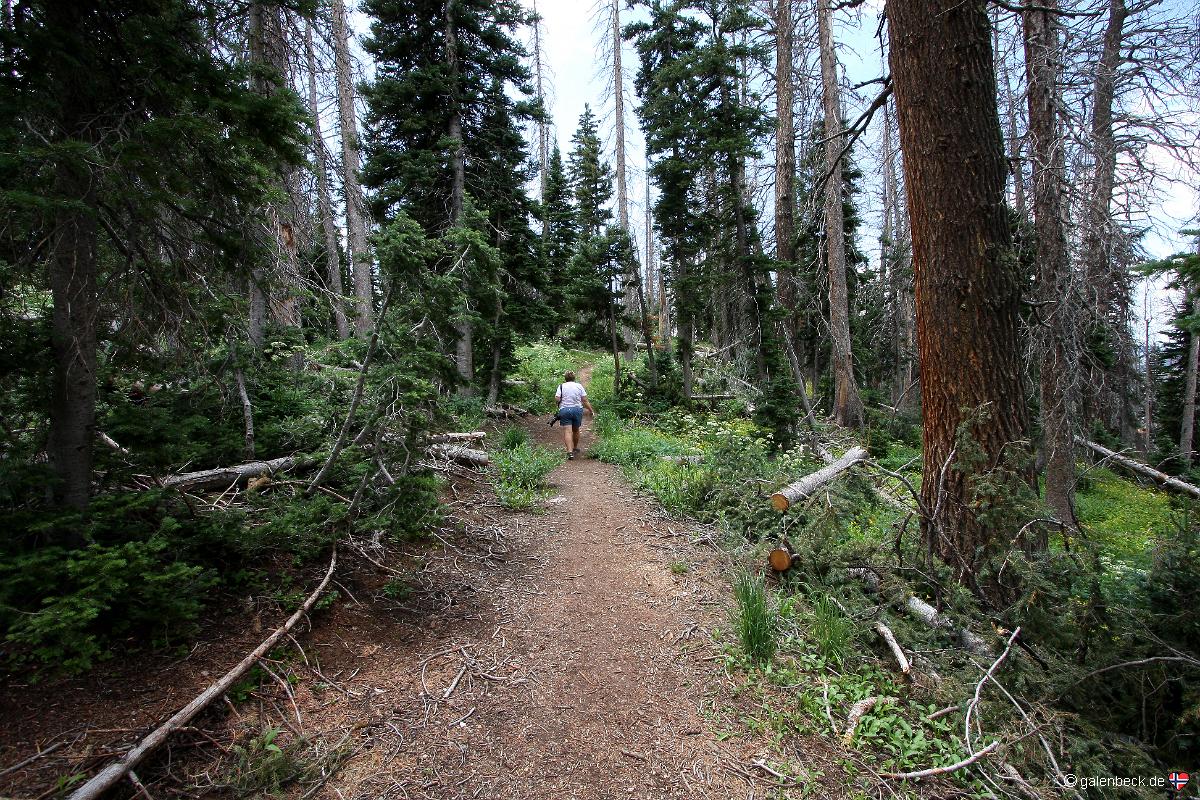 Bristlecone Pine Trail