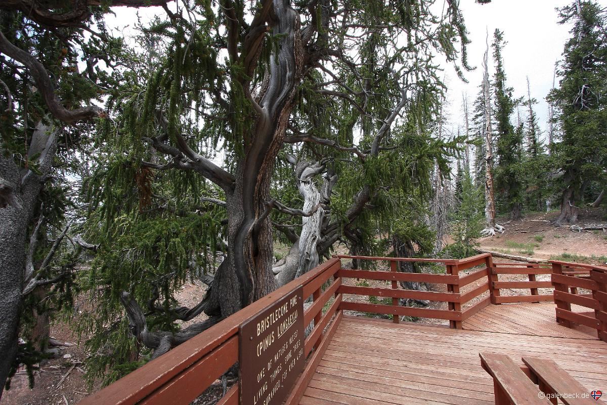 Bristlecone Pine Trail