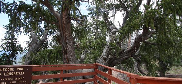 Bristlecone Pine Trail