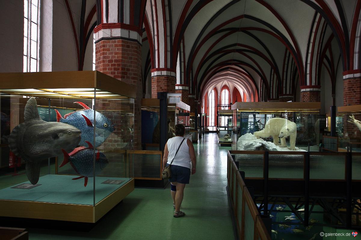 Meeresmuseum Stralsund