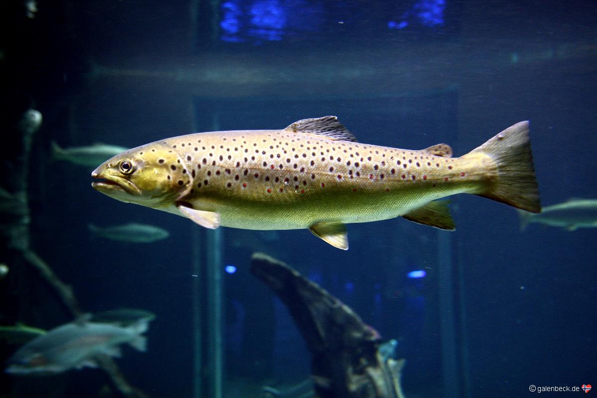 Ozeaneum Stralsund