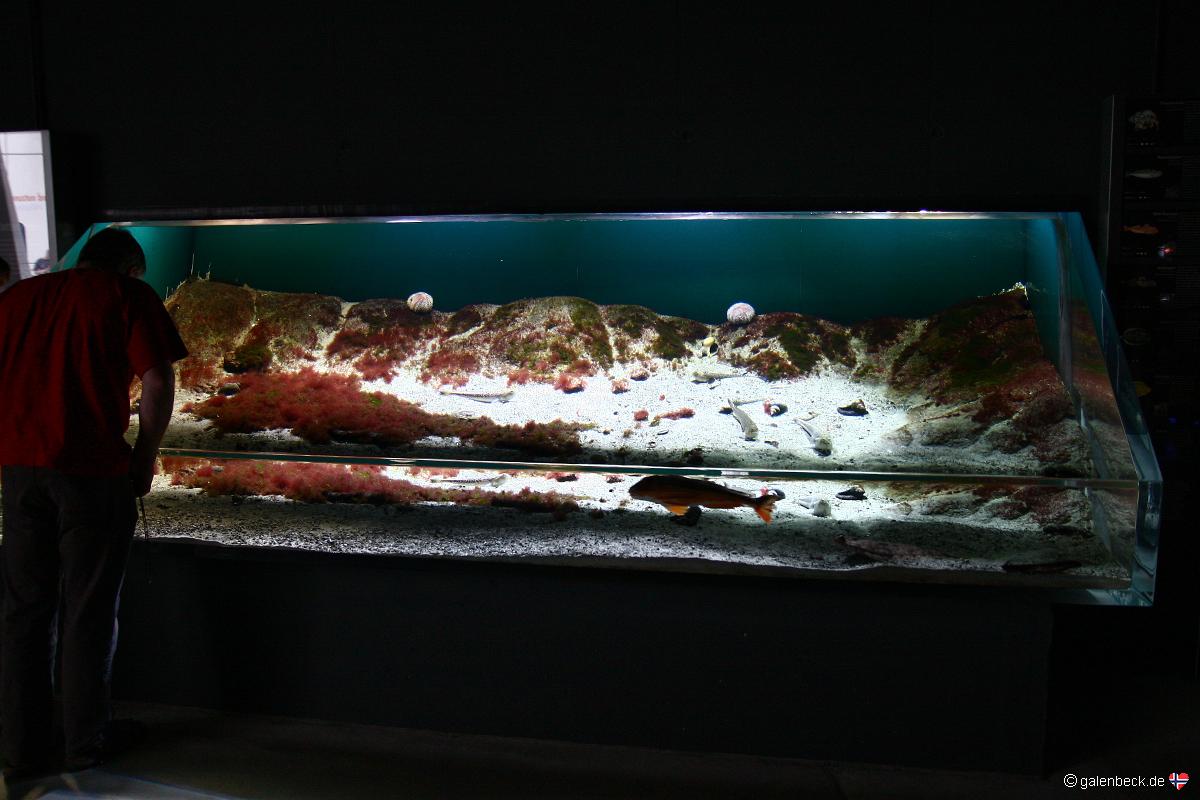 Ozeaneum Stralsund