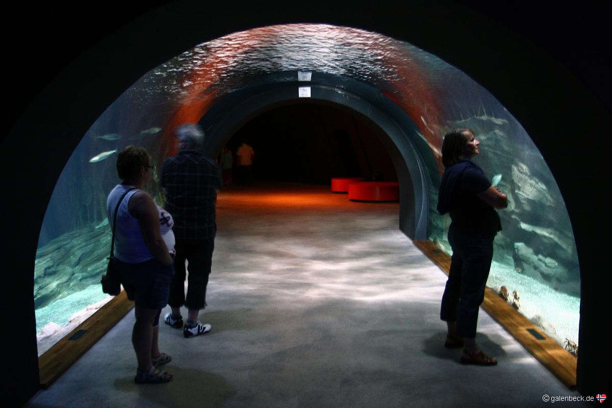Ozeaneum Stralsund