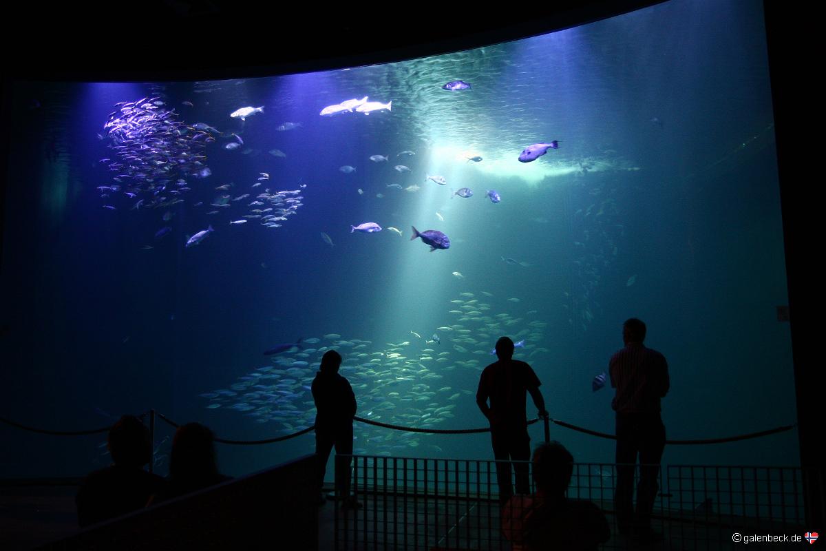 Ozeaneum Stralsund