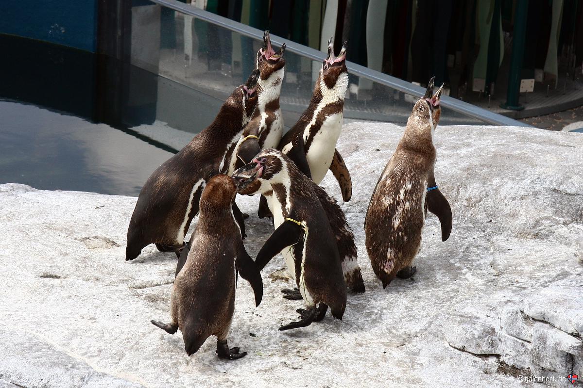 Ozeaneum Stralsund