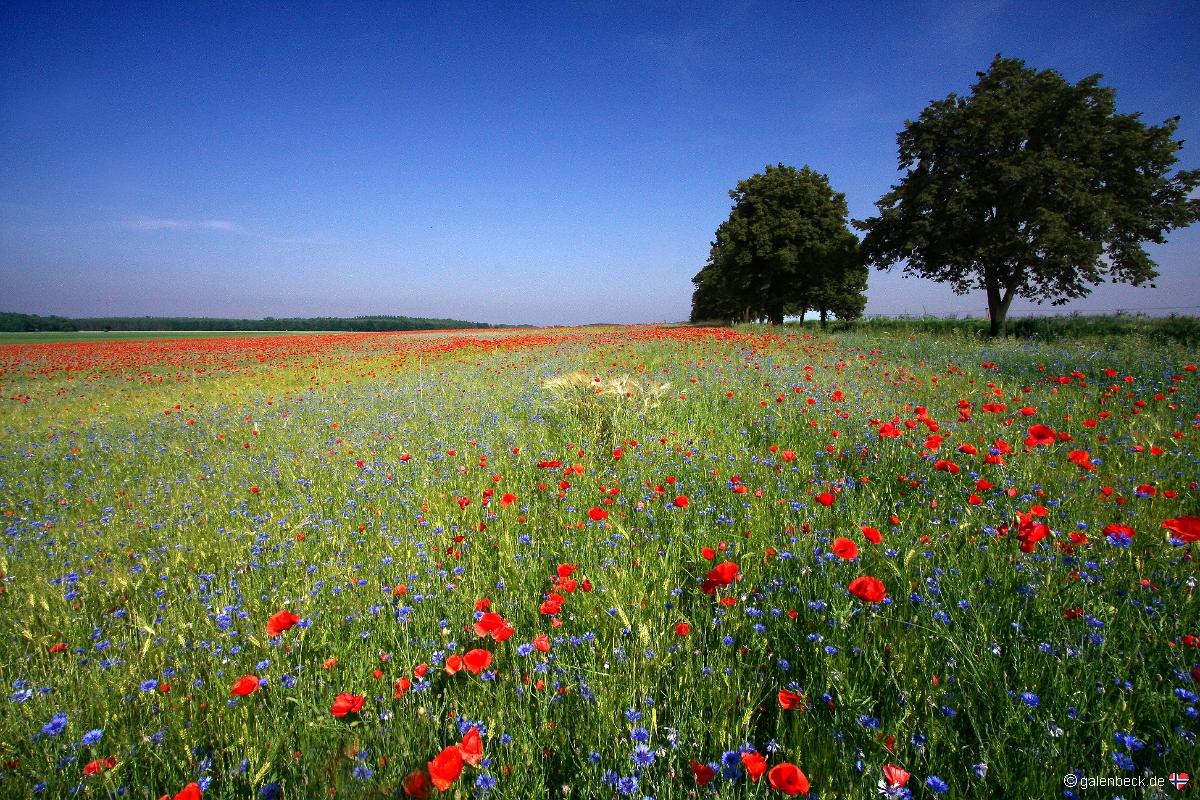 Mohnblüte