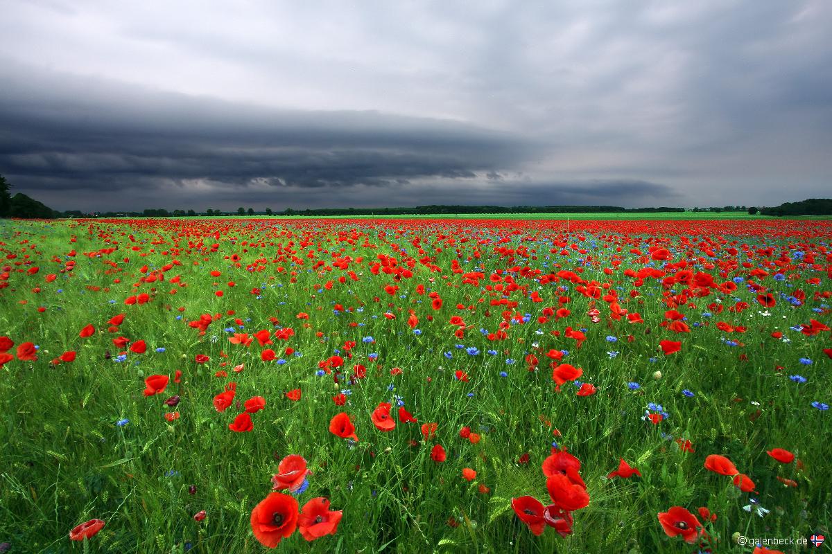 Mohnblüte in MV bei Gewitter