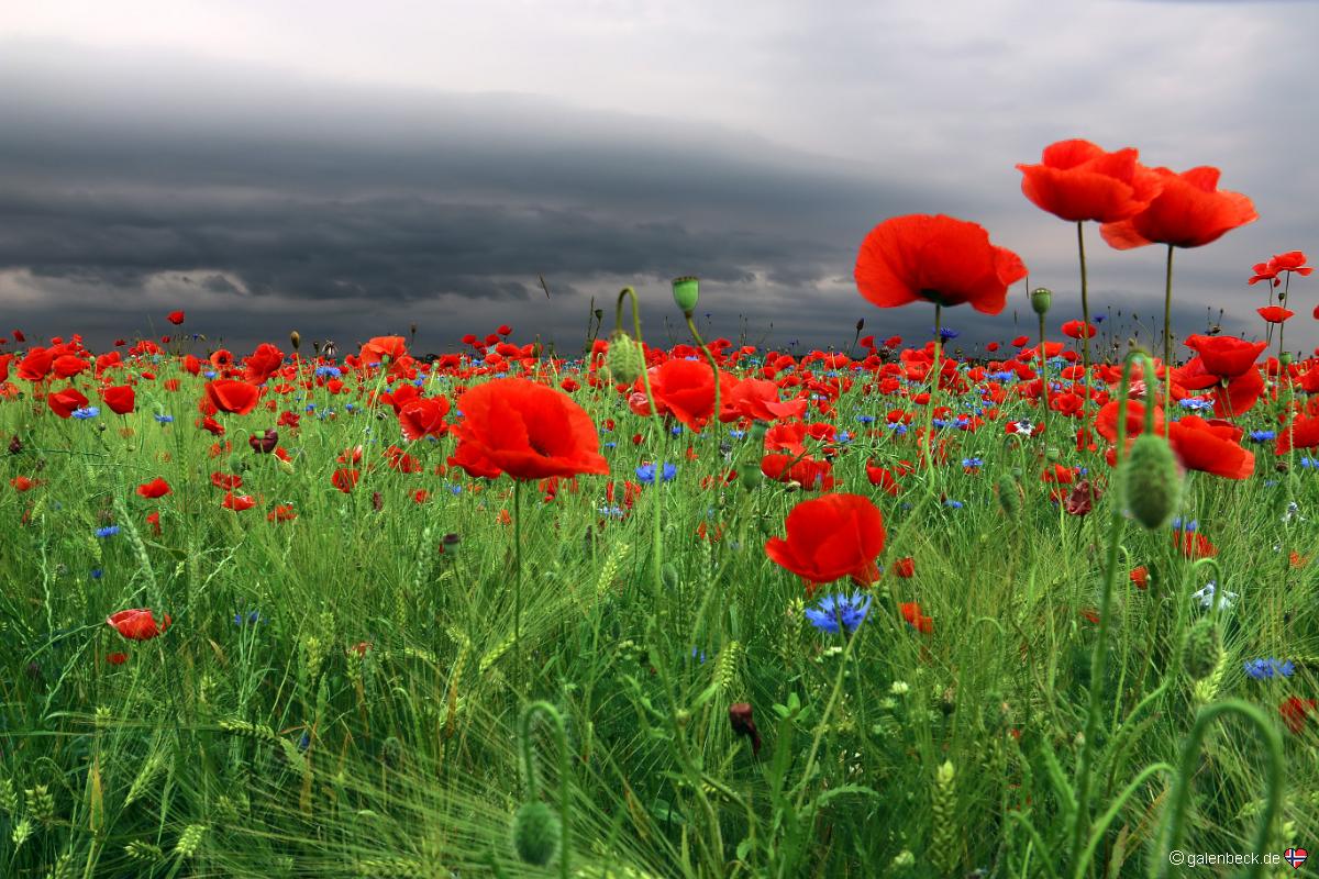 Mohnblüte in MV bei Gewitter