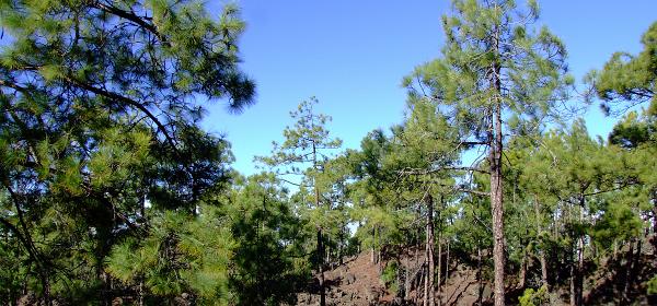 Pico del Teide 07