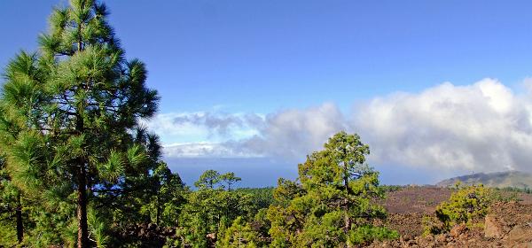 Pico del Teide 11