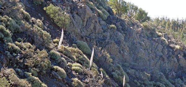 Pico del Teide 38