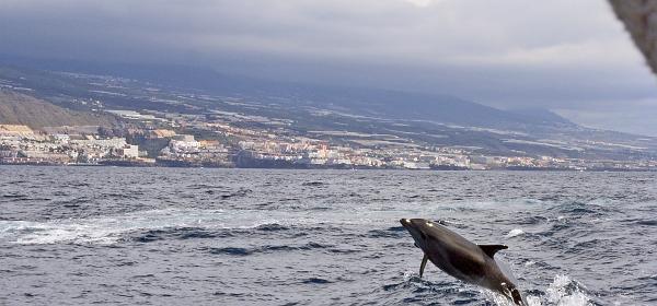 Los Gigantes 23