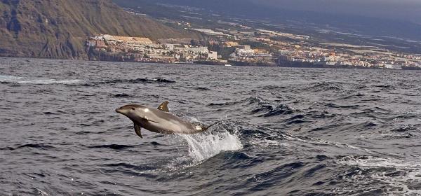 Los Gigantes 25