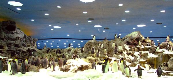 Loro Parque 009