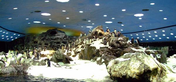 Loro Parque 010