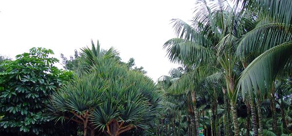 Loro Parque 013