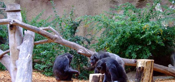 Loro Parque 018