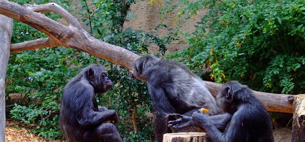 Loro Parque 019