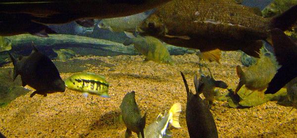 Loro Parque 022