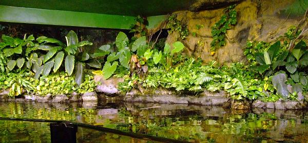 Loro Parque 024