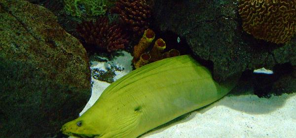 Loro Parque 027