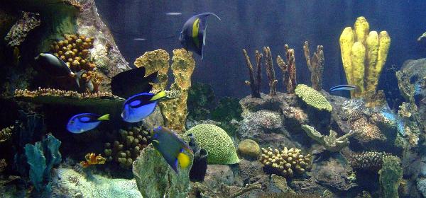Loro Parque 030