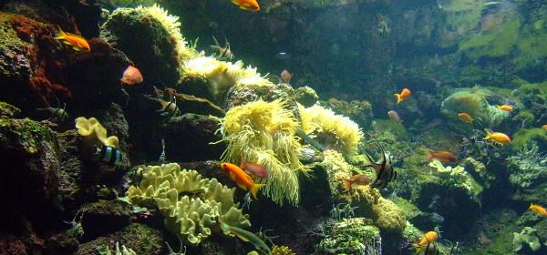 Loro Parque 031