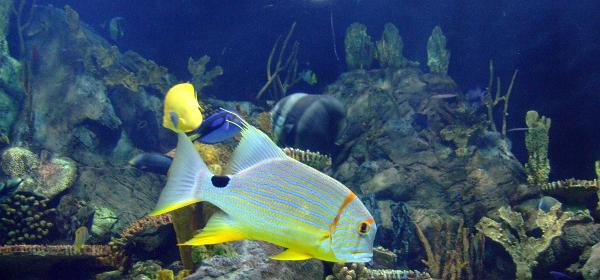 Loro Parque 033
