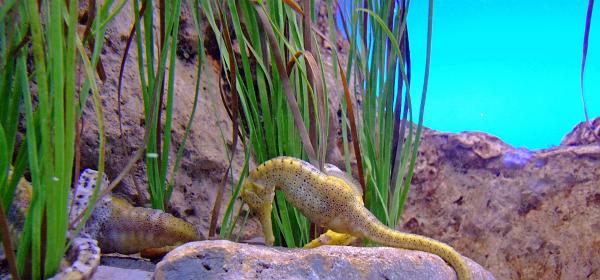 Loro Parque 034