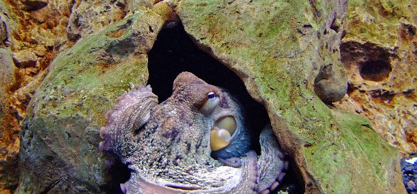 Loro Parque 035