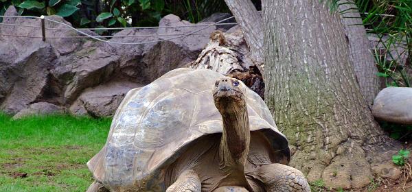 Loro Parque 039