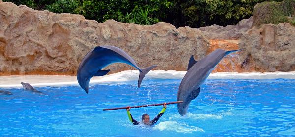 Loro Parque 043