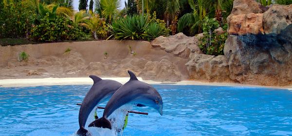 Loro Parque 044
