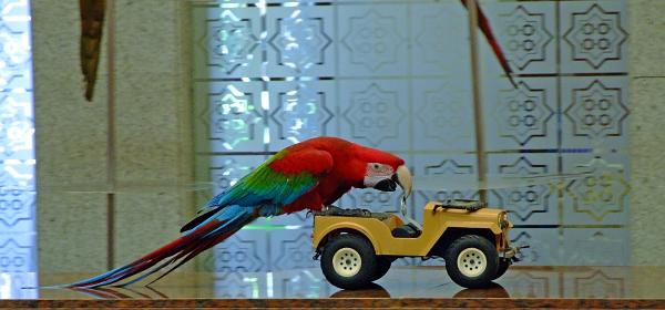 Loro Parque 055