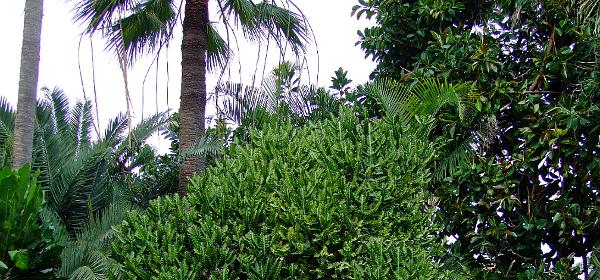 Loro Parque 059