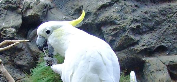 Loro Parque 063