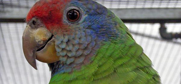 Loro Parque 065
